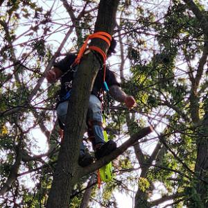 Nelson's Tree Service