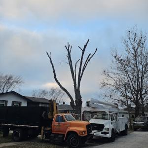 Ballard Tree Service