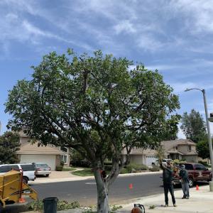 Natural Tree Services