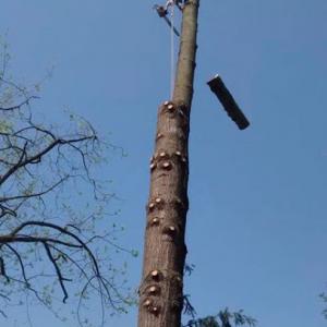 Columbia Climbers Tree Services