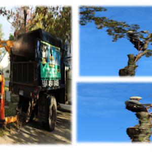 The Best Tree Service NC