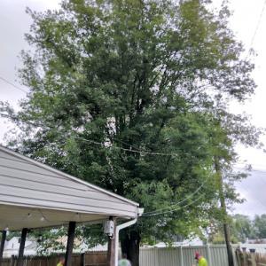 Champion Tree Care