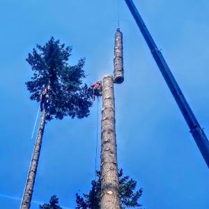 Apex Tree Service
