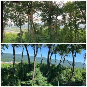 3 Brothers Tree Services