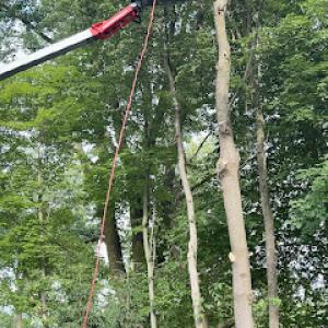 Mike’s Tree & Stump Service