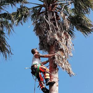 JW Palm Tree Services