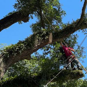 Gulf Tree Man
