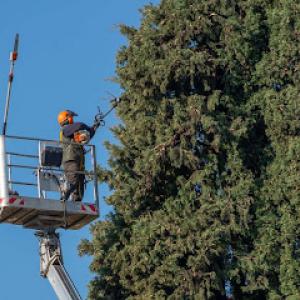 Santa Clarita Tree Care
