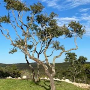 Pichardo's Lawn & Tree Care