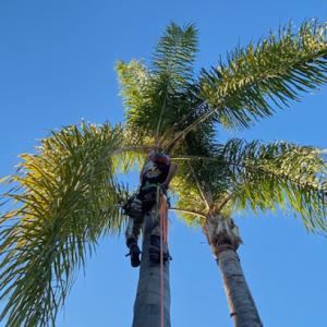 Oceanside Tree Service John Carter