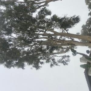 Bills Tree Service