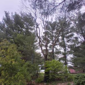 Terry's Tree Services