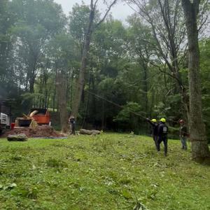 Jose Salinas Tree Service