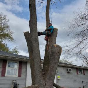 MM'S Landscaping & Tree Service