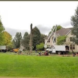 Cortes Tree services