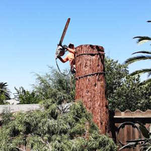 Rosas Tree Service
