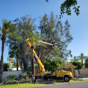 Custom Concepts Tree