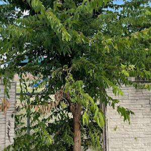 Angel Tree Care Services