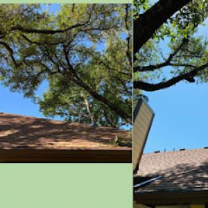 Acacia Tree & Landscape Care
