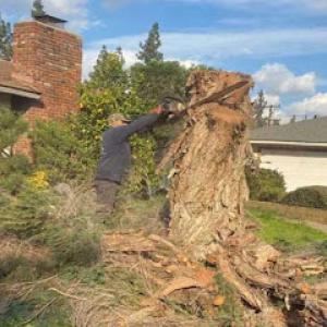 Top Notch Tree Services