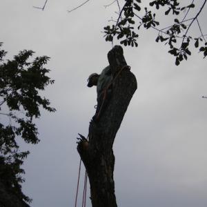 Best Tree Care