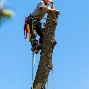 Cedar Valley Arborist