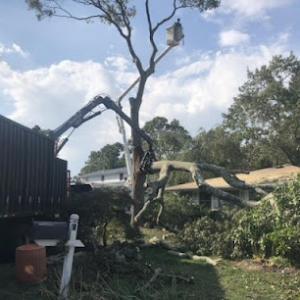 Tony's Tree Trimming