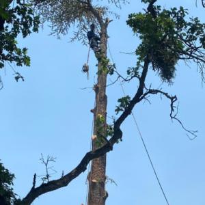 Arbortech Tree Service Medford