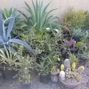 Franks Landscape Design