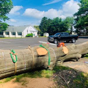 Mckays Tree Services