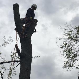 Big Monkey Tree Service