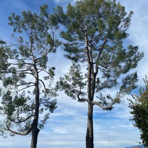 Perfection Tree Specialist