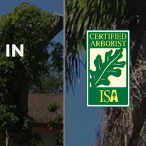 Top Tree Trimming of Burbank