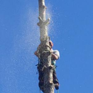 Arthur's Tree Services