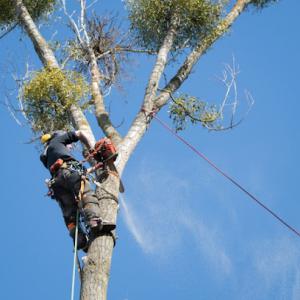Glendale Tree Services