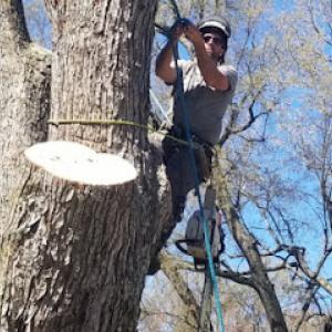 CLT Tree
