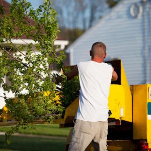 Pasadena Tree Services