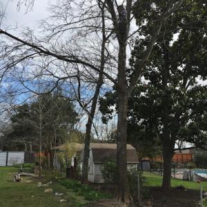 Illinois Tree Removal