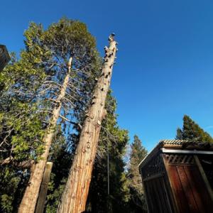 Arborcat Tree Service