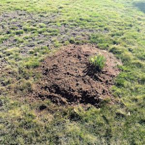 Western MA Stump Grinding