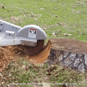 Arboreal Tree Trimming Irvine