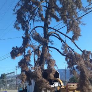 S&j natural tree service