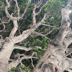 Sizemore Tree Works
