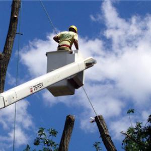 Grace Tree Service West Chester