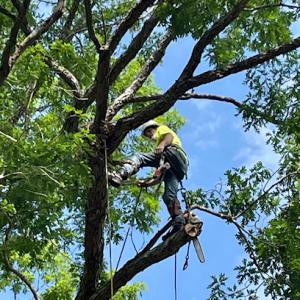 ReadySet Mission Viejo Tree Services