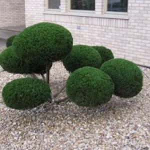 Anaheim Tree Care