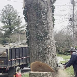 A & J Tree Services