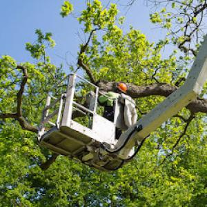 Huskey's Tree Service