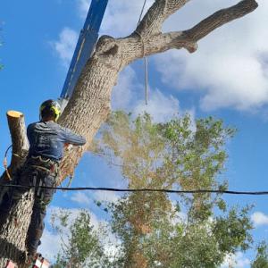 Payless Tree Service