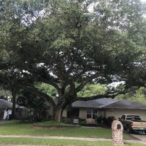 A Absolute Tree Services